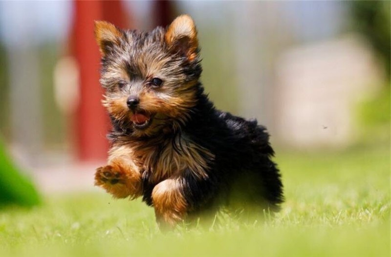 Create meme: yorkshire terrier color, yorkshire terrier standard, breed Yorkshire Terrier