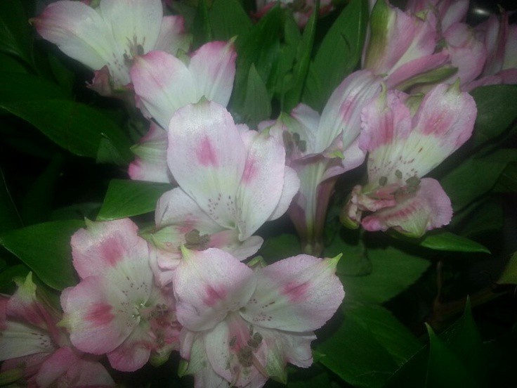 Create meme: alstroemeria flowers, alstroemeria callisto, pink alstroemeria