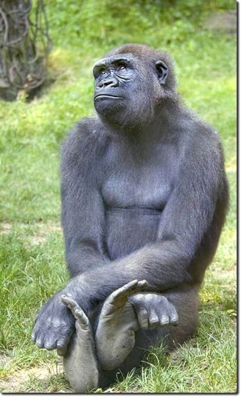 Create meme: pensive monkey , big gorilla, gorilla 