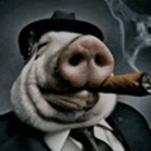 Create meme: pig with a cigarette, pig with a cigar, cool pigs