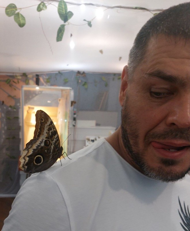 Create meme: tropical butterfly, kaligo butterfly, kaligo memnon butterfly