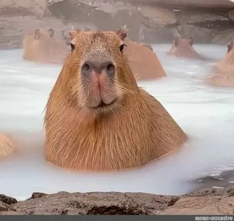 Create meme: little capybara, capybaras , funny capybaras
