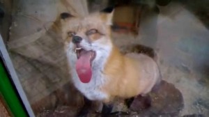 Create meme: shows language, stoned Fox, rabies foxes