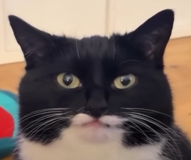 Create meme: cat with a mustache, cat with black mustache, the mustachioed cat