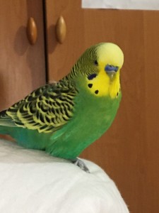 Create meme: budgerigar female, budgie, wavy parrot