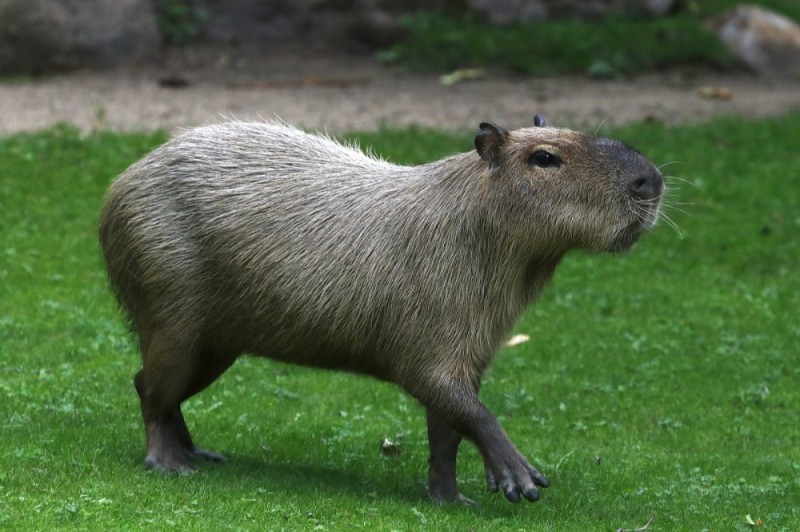 Create meme: common capybara, Capybara is a pet, capybara rodent