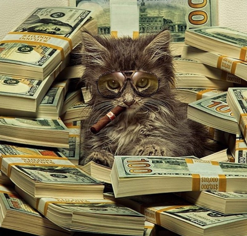Создать мем: деньги и смешные коты, деньги, денежный кот