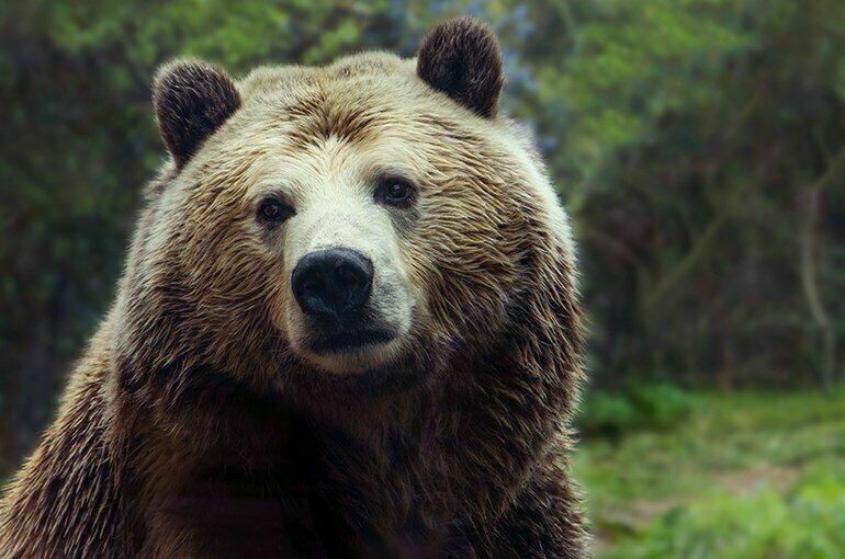 Создать мем: камчатский бурый медведь, бурый медведь морда, бурый медведь бурые медведи
