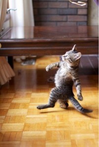 Create meme: cat , The walking cat, funny cats 