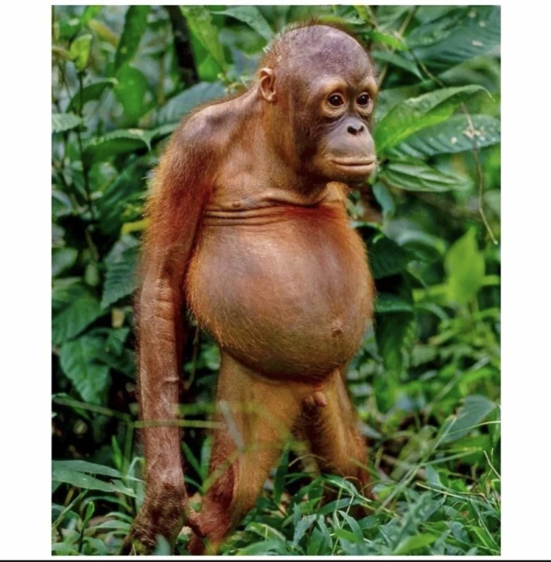 Create meme: a monkey with a belly, the monkey is funny, orangutan monkey