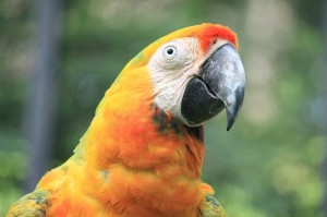 Create meme: Wallpaper parrots, red parrot, Arara parrot