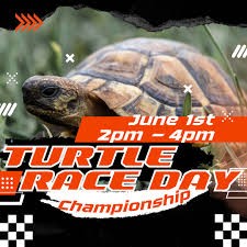 Create meme: Turtle Day, tortoise, turtle care