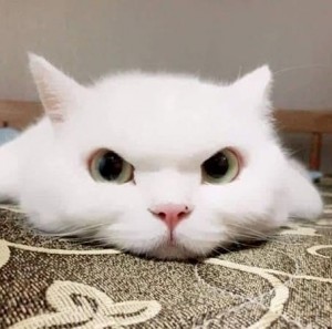 Create meme: white cat, kitty, cat Angora