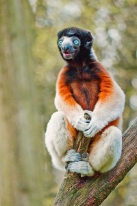 Create meme: lemur sifaka