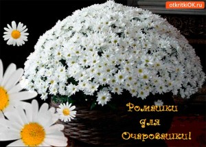 Create meme: bouquets of daisies with wishes, chamomile cards, daisies for a charming girl animation