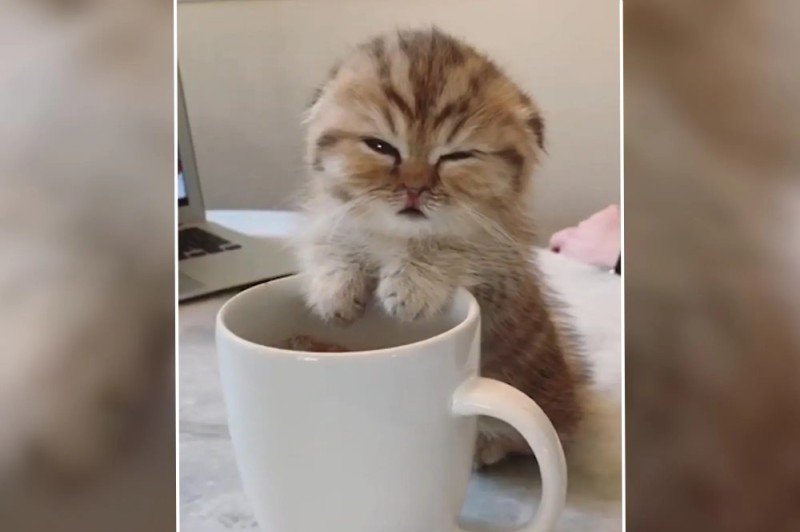 Create meme: cat coffee, sleepy cat with coffee, morning cat