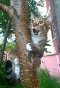Создать мем: кот смешной, кошка на дереве, кот