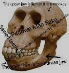 Create meme: skull of australopithecus afarensis, Homo sapiens and Australopithecus, The skull of a chimpanzee