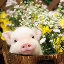 Create meme: farm animals, animals cute, yellow earth pig