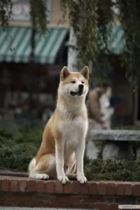 Create meme: breed Akita inu, the Akita breed, the breed is Hachiko