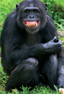 Create meme: Bonobo's kanzi, the common chimpanzee, Bonobo chimp