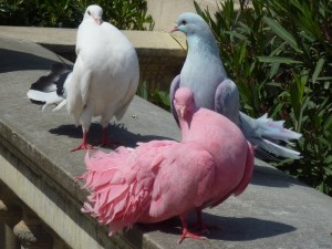 Create meme: güvercin, colored pigeons, bird