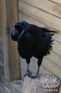 Создать мем: галчонок, crow, raven