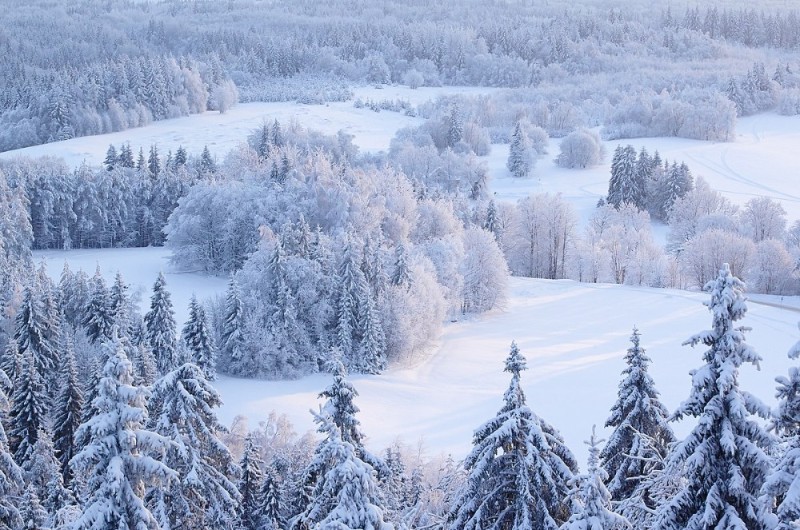 Create meme: beautiful winter landscapes, forest snow , winter 