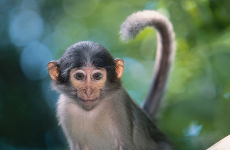 Создать мем: домашние обезьянки, умная обезьяна, милые обезьянки