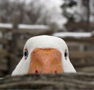 Create meme: duck, a duck, goose