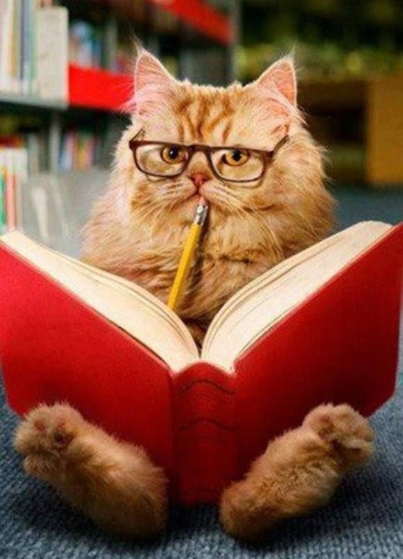Создать мем: кот с книгой, умные котики, кот ученый