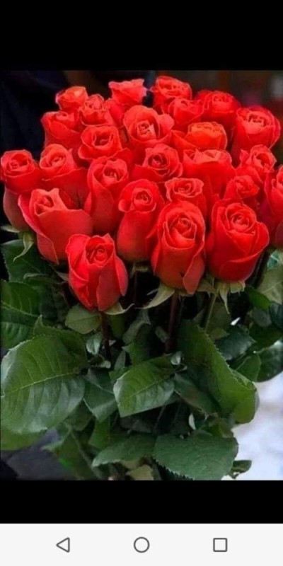 Create meme: beautiful roses bouquets, flowers beautiful roses, postcards with roses are beautiful