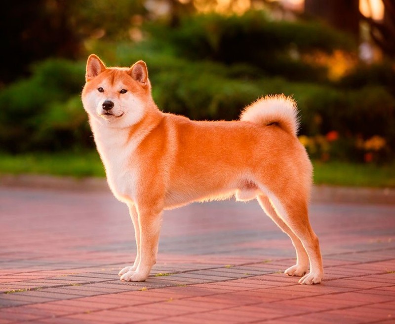 Create meme: shiba inu, shiba inu, the breed is Shiba inu