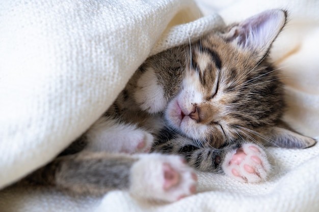 Create meme: The kitten is sleeping, cat , cute sleeping kittens