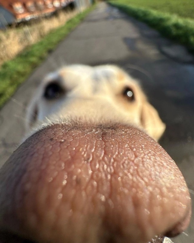 Create meme: doggie , a dog's nose, dog