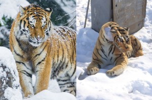 Создать мем: тигр зимой, уссурийский амурский тигр, уссурийский тигр