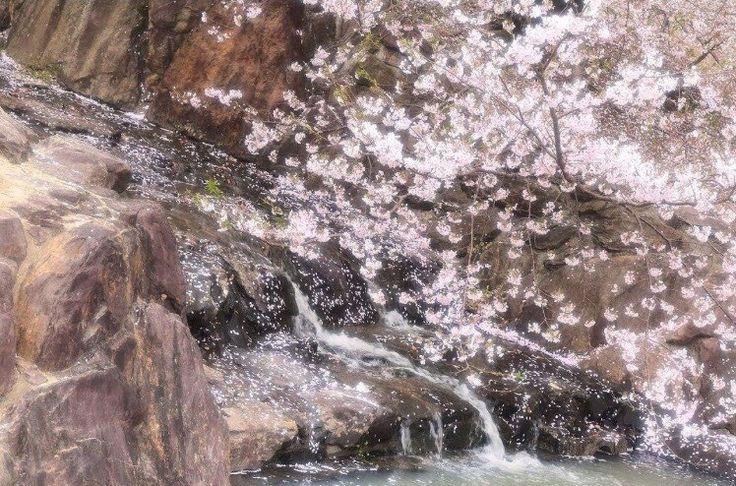 Create meme: sakura in spring, cherry blossoms , Sakura 