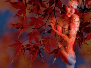 Создать мем: japanese maple, листья цветов, листва