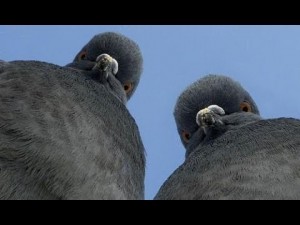 Create meme: dove signed, dove, stoned pigeon