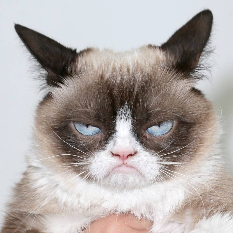 Create meme: grumpy cat , unhappy cat , angry cat 