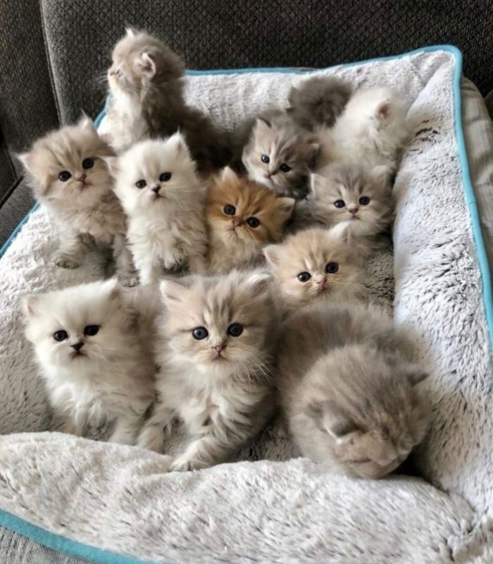 Create meme: little kittens are fluffy, fluffy kittens , Persian kittens 