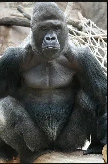 Создать мем: жирная горилла, горилла большая, горилла мойя