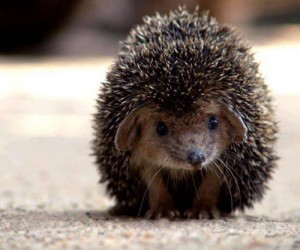 Создать мем: доброта, hedgehog, ежик