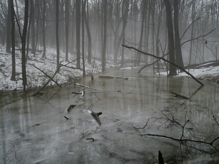 Create meme: flooded forest, winter nature, landscape 