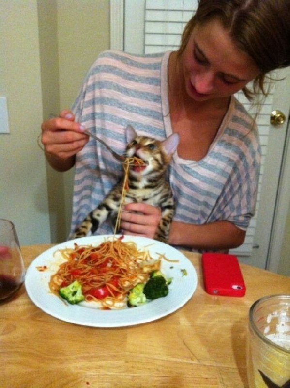 Создать мем: кот и спагетти, кот, кот с макаронами мем