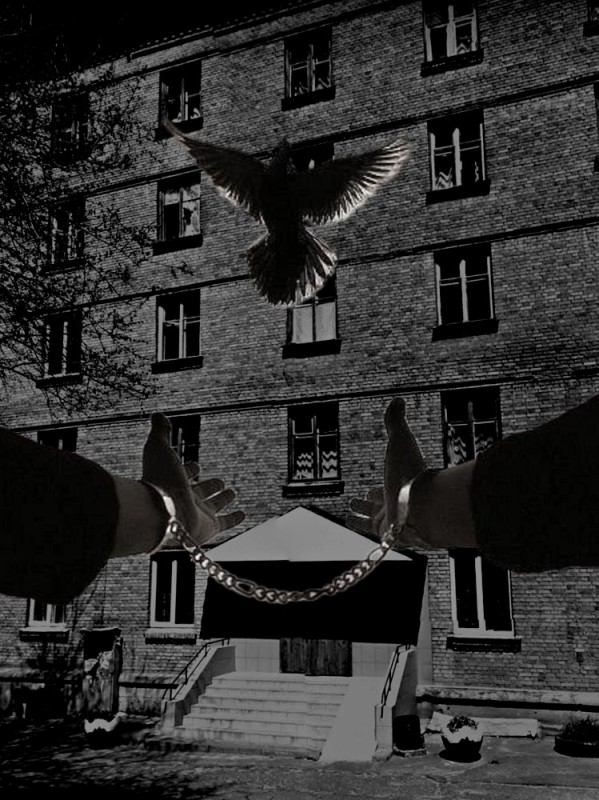 Create meme: the white Raven, downfall 2016, pigeons are black and white