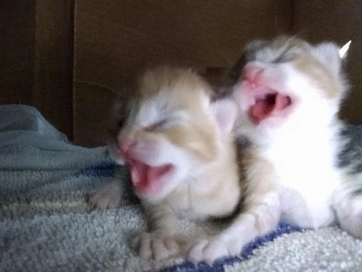 Create meme: yawning cats, Baby kitten is crying, yawning cat