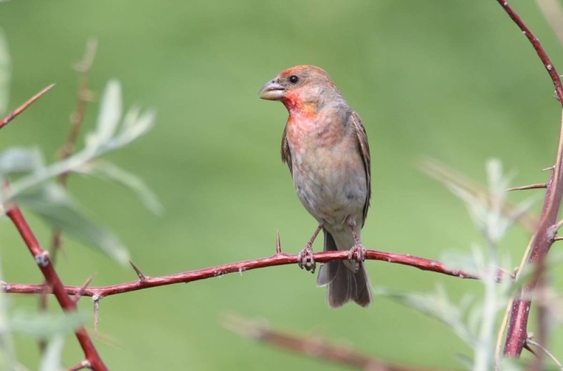 Create meme: common finch lentils, common lentils, lentils are an ordinary bird