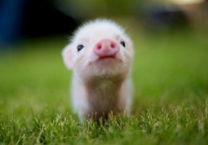 Create meme: mini pig, the pig is cute, pigs