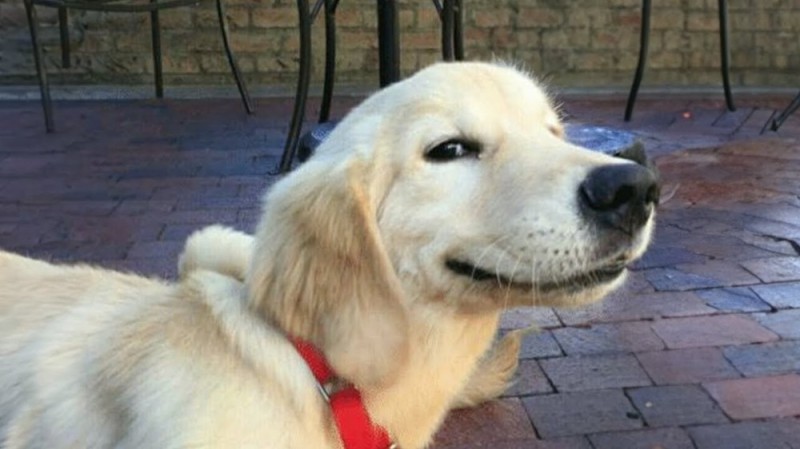 Create meme: good boy dog, breed Golden Retriever, Golden Retriever 